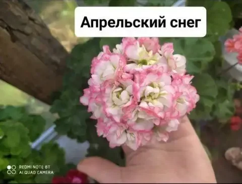 Кустики розебудной пеларгонии - Розыгрыши/конкурсы в Чита