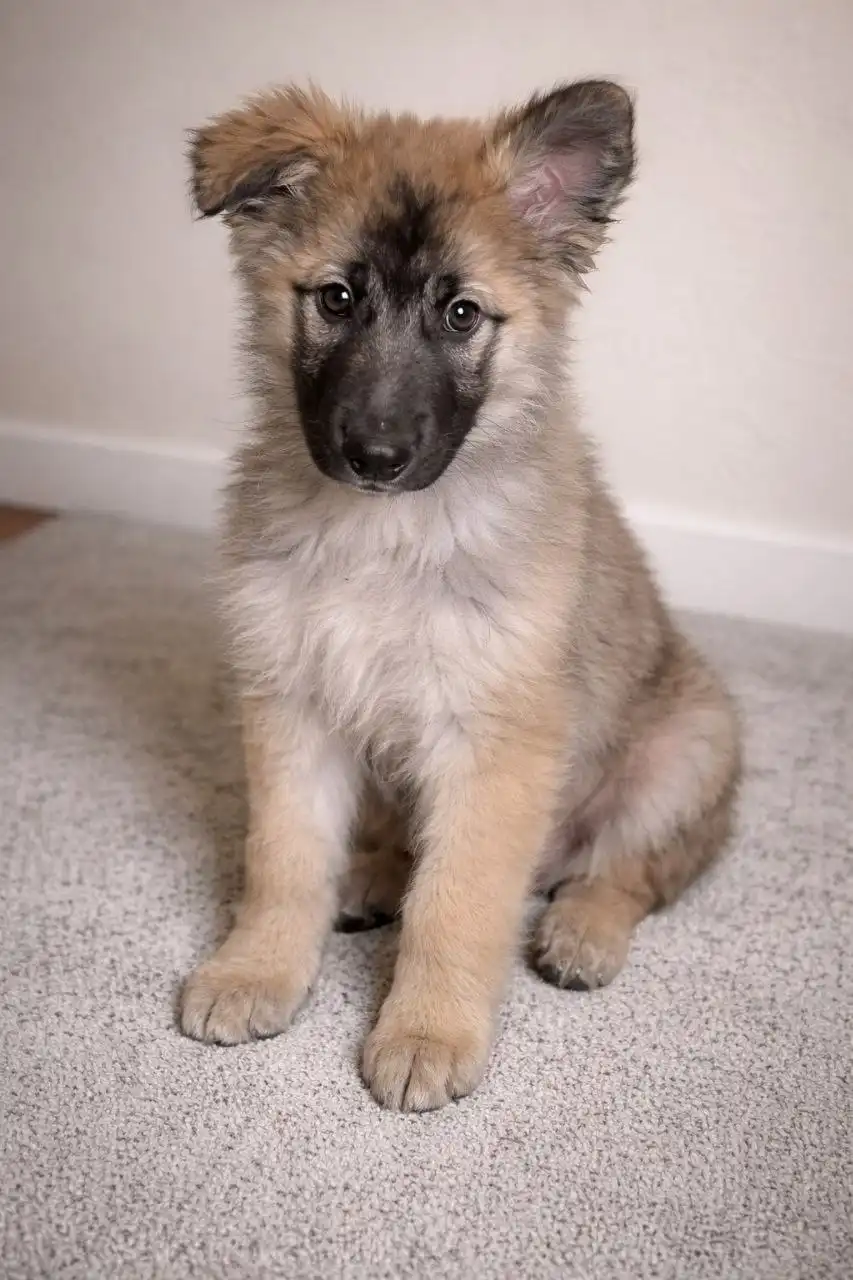 Щенок мальчик 3 месяца - Собаки (Животные) в Чита