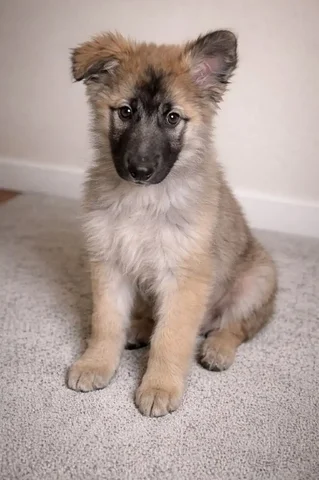 Щенок мальчик 3 месяца - Собаки в Чита