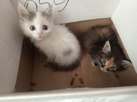 Девочки в подъезде Усуглинская - Парфюмерия в Чита