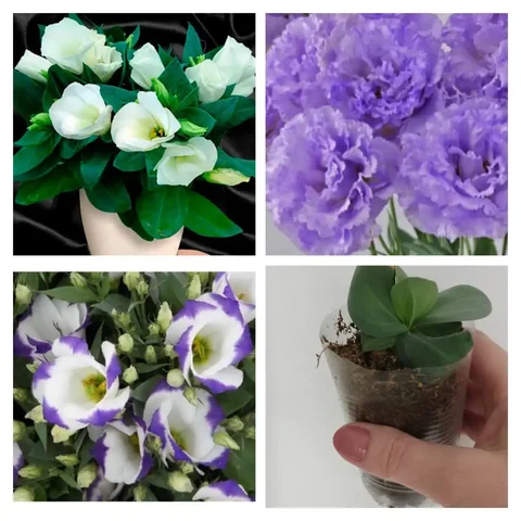 Продам рассаду эустомы - Розыгрыши/конкурсы в Чита