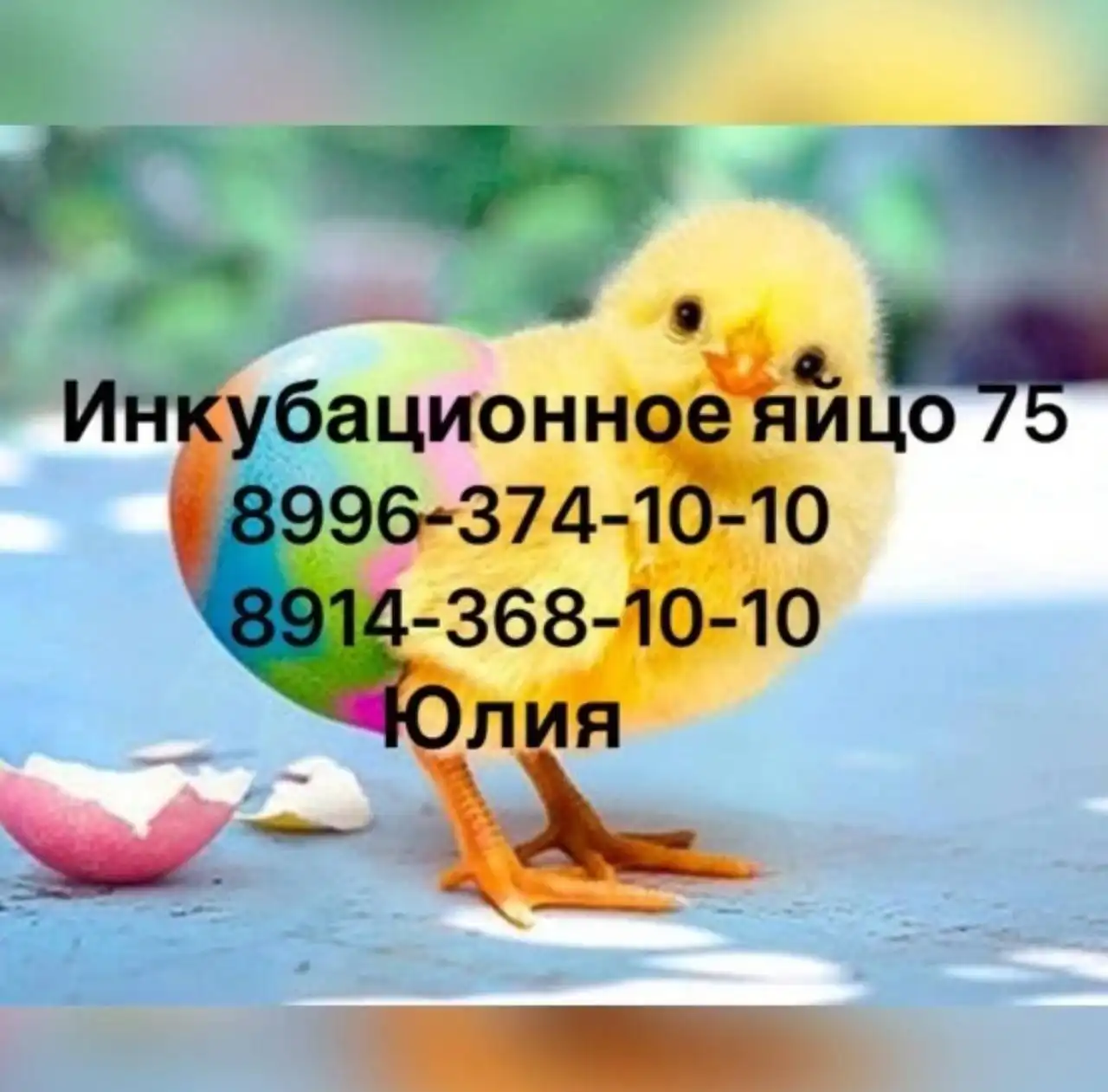 Продажа детской коляски в Чите - Коляски (Товары для детей) в Чита