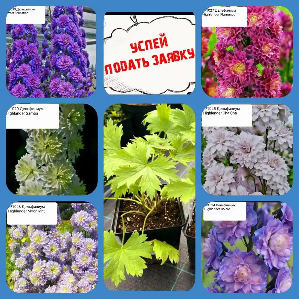 Шотландские дельфиниумы на весну 2026 года - Растения (Хобби и отдых) в Чита