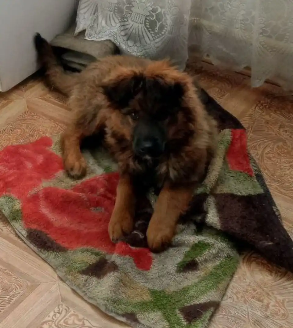 Щенок Злата в поисках дома - Собаки (Животные) в Чита