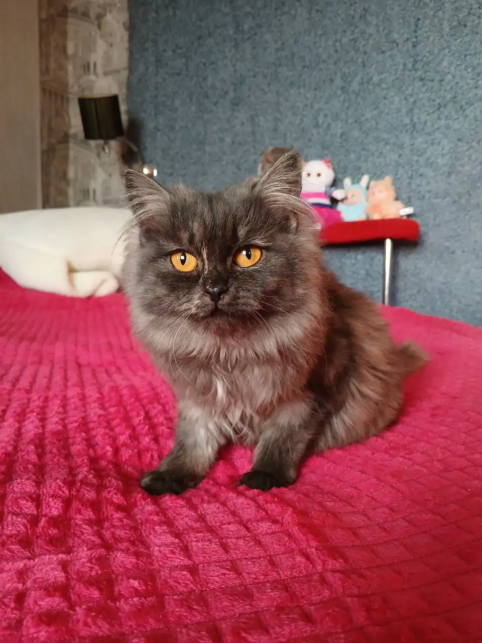 Кошка персидской породы 7 месяцев - Кошки (Животные) в Чита