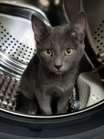 Космонавт для заботы - Животные в Чита