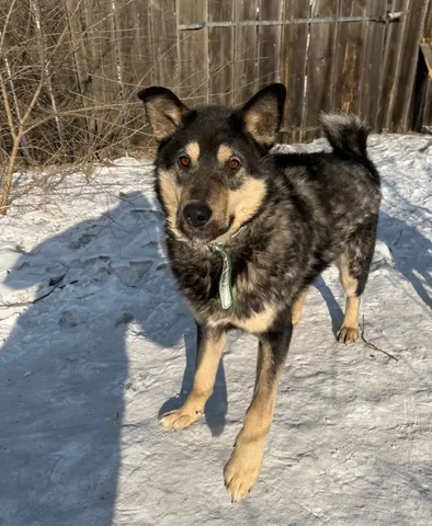 Ищу семью для животного в Чите - Животные в Чита