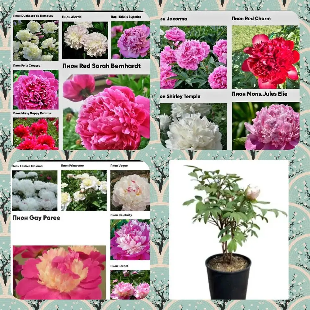 Заказы на пионы на весну 2026 года - Садоводство (Хобби и отдых) в Чита