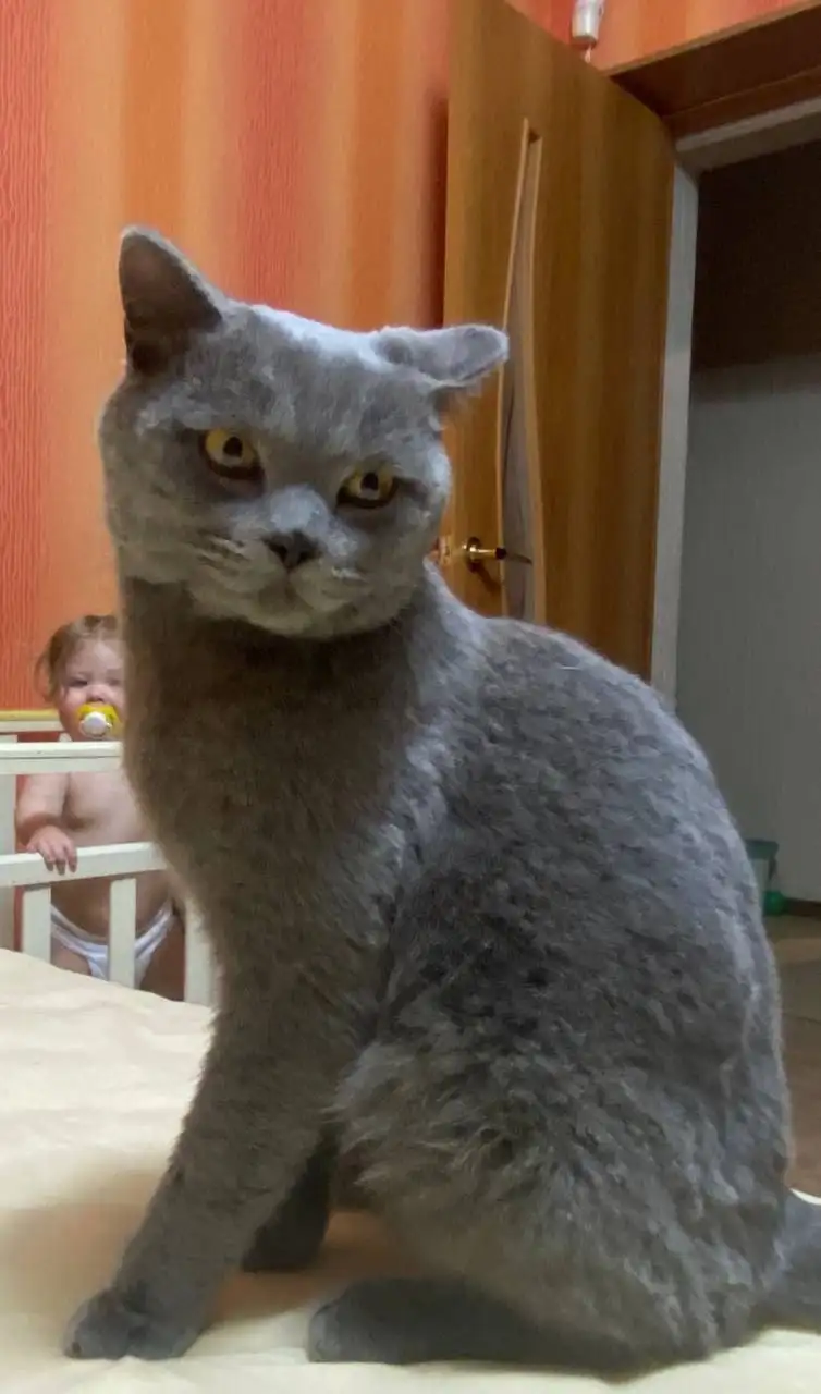 Ищем дом для британца - Кошки (Животные) в Чита