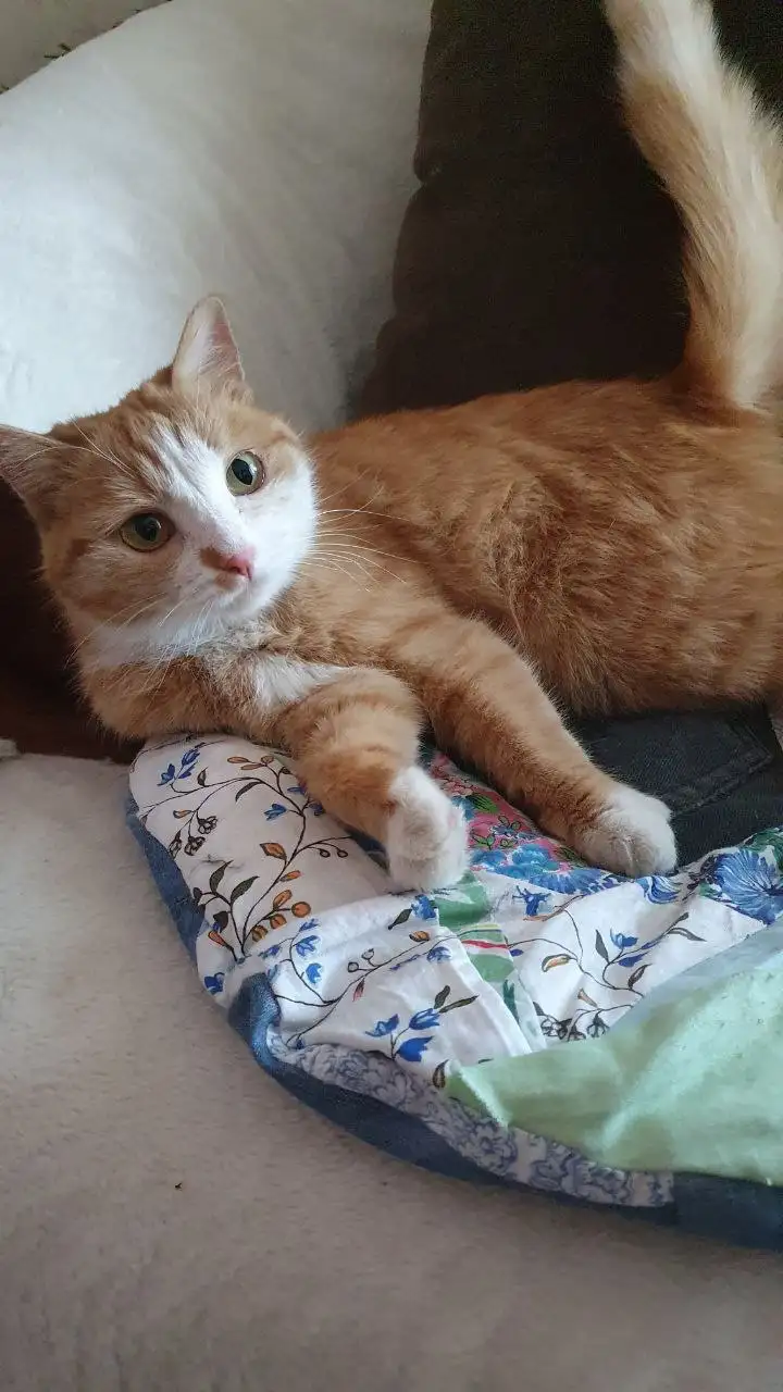 Кошка для пристройства в Чите - Кошки (Животные) в Чита