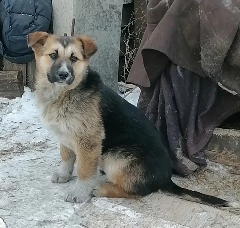 Найда ищет дом и хороших хозяев - Собаки в Чита