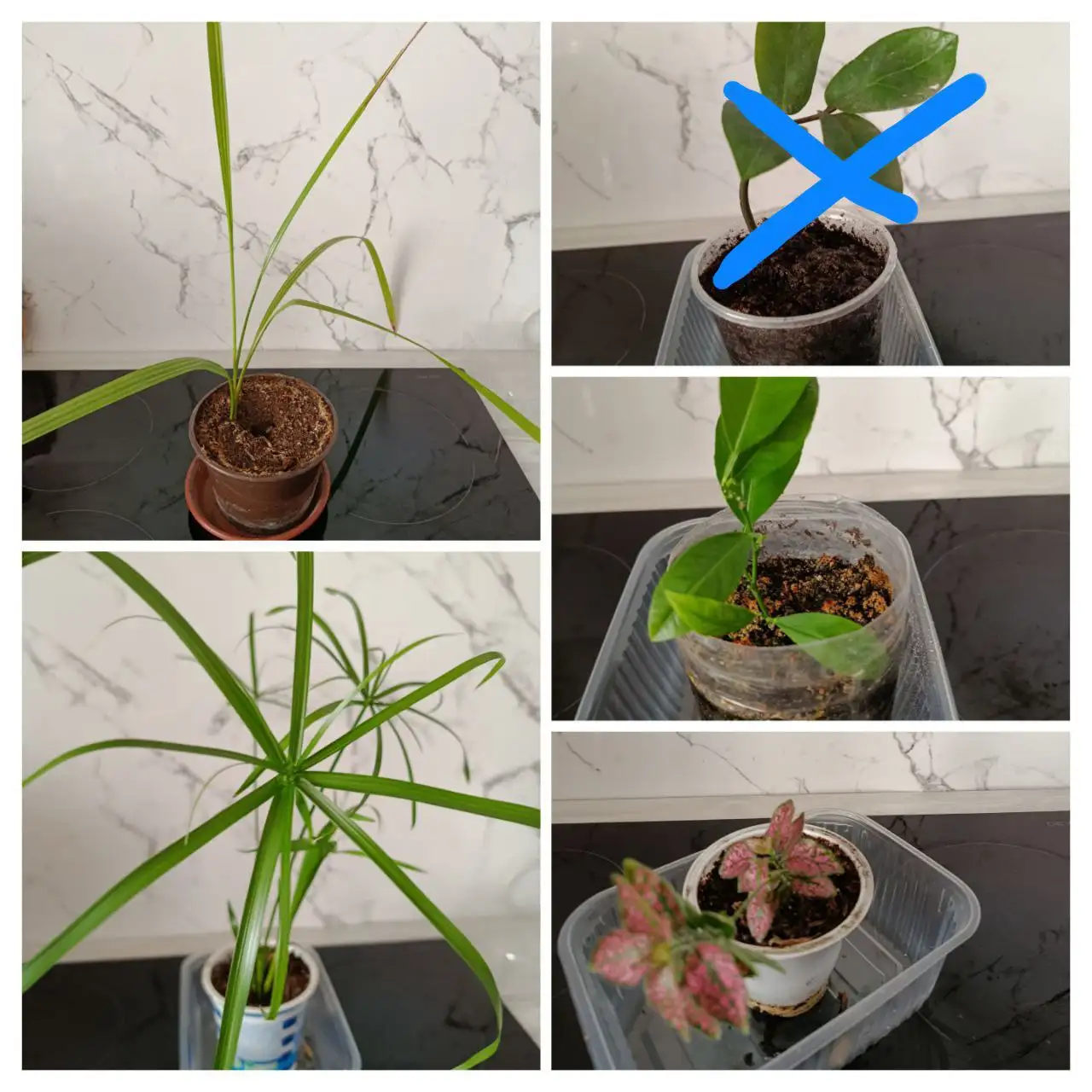 Продажа комнатных растений в Чите - Растения (Для дома и дачи) в Чита