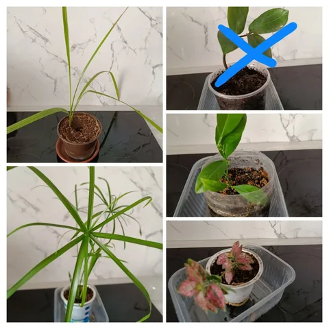 Продажа комнатных растений в Чите - Для дома и дачи в Чита