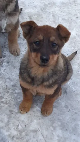 Щенок девочка в добрые руки - Собаки в Чита