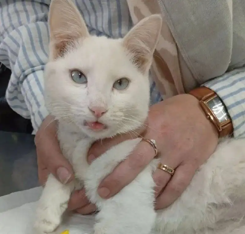 Кот Тимоша ищет дом - Кошки (Животные) в Чита