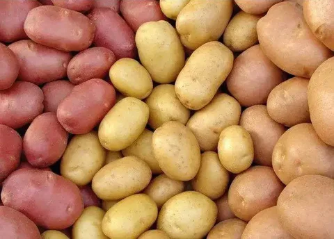 Продажа семенного картофеля супер-элита - Растения в Красноярск