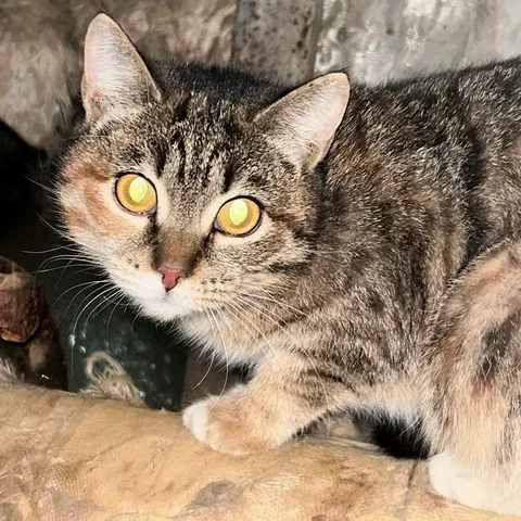 Трехцветная кошка ищет дом - Животные в Чита