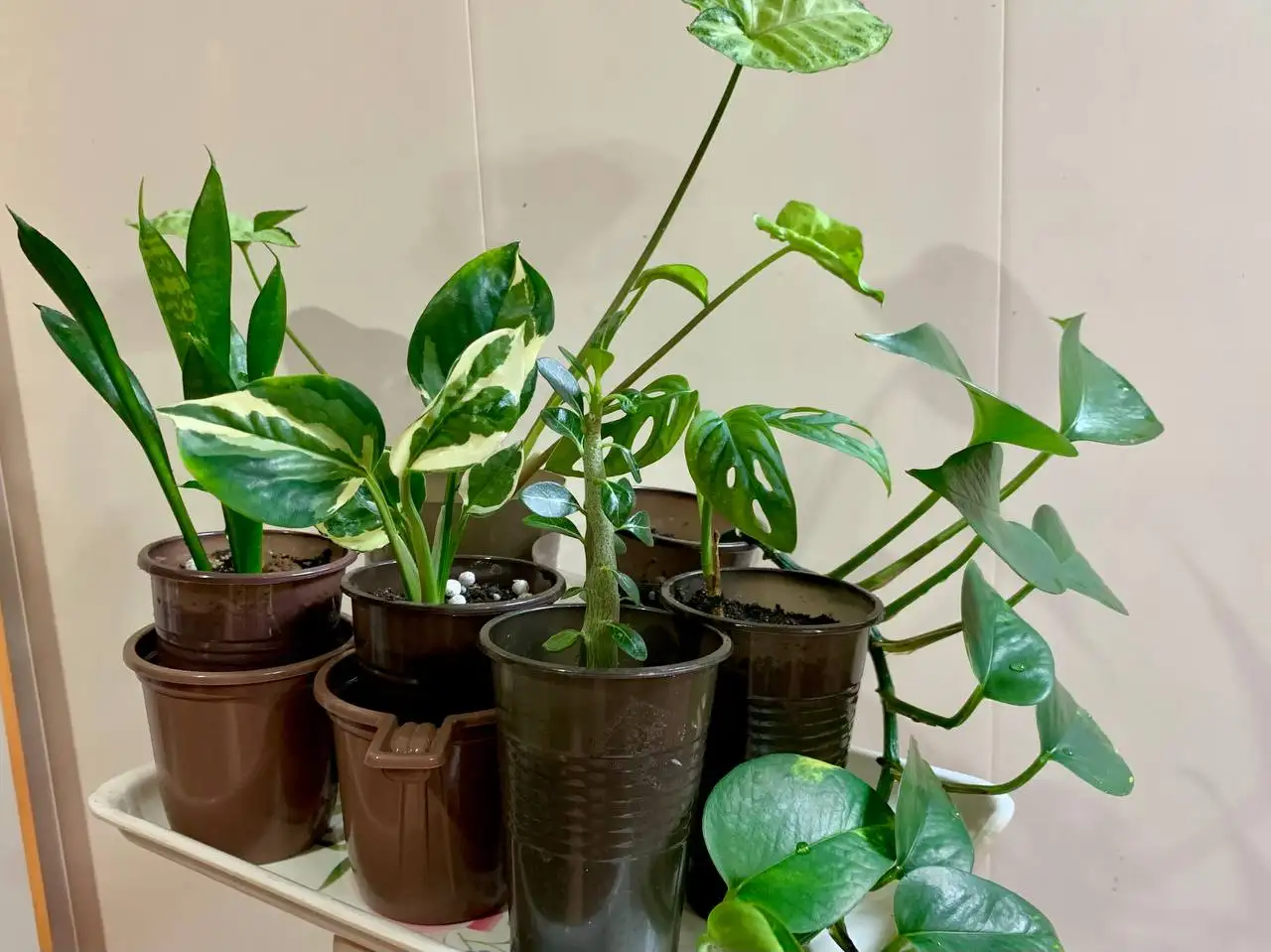 Продажа комнатных растений: 6 видов - Растения (Хобби и отдых) в Чита