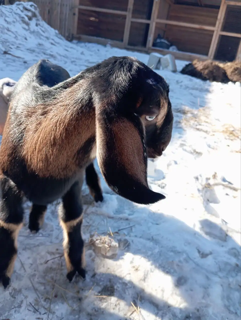 Продажа козлика на племя породы нубо-битал - Сельскохозяйственные животные (Животные) в Чита