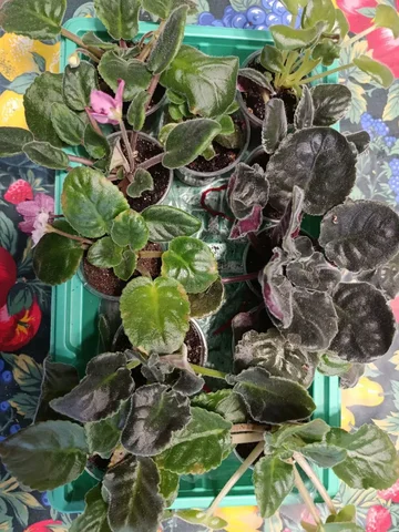 Фиалочки к 8 марта в Чите - Детские товары в Чита