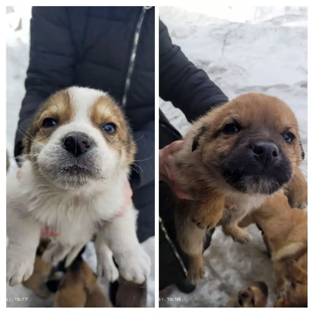 Щенки в поисках дома - Собаки (Животные) в Атамановка