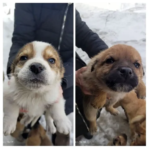 Щенки в поисках дома - частное объявление в Атамановка