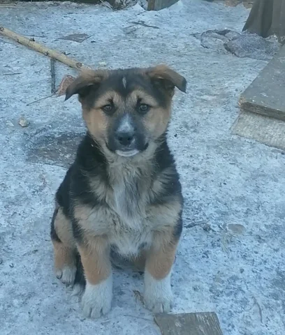 Щенок Найда 4 месяца - Животные в Чита