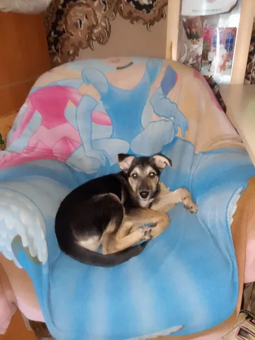 Пристройство мальчика в заботливую семью - Животные в Чита