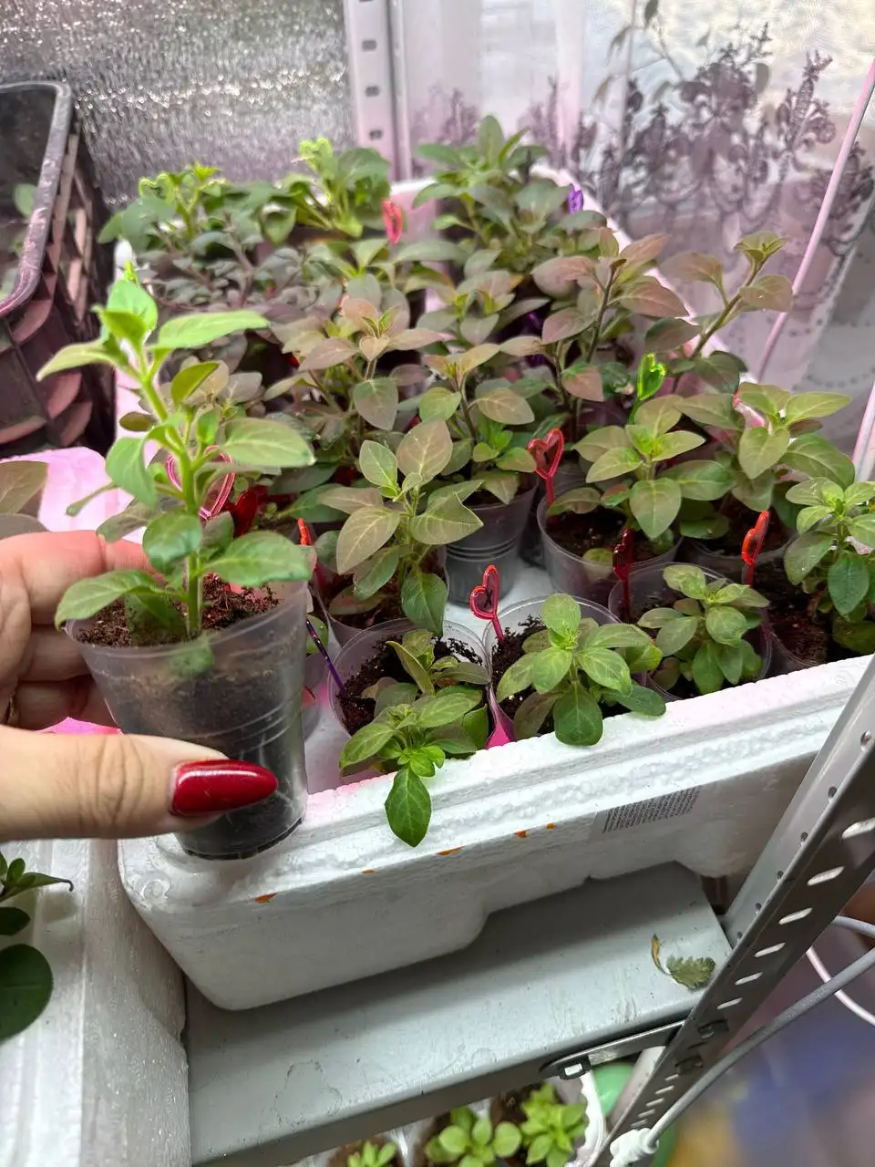Продам укорененные черенки петуньи - Растения (Хобби и отдых) в Чита