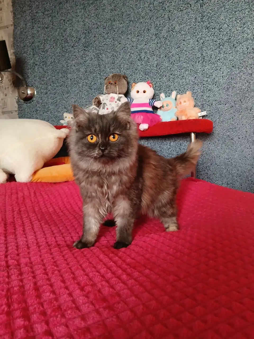 Кошка персидской породы, окрас шоколадный дым - Кошки (Животные) в Чита