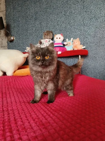 Кошка персидской породы, окрас шоколадный дым - частное объявление в Чита