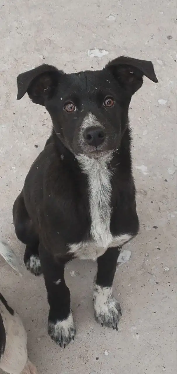 Ищем дом для щенка мальчика 4-5 месяцев - Собаки (Животные) в Чита