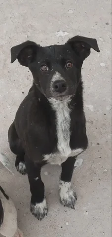 Ищем дом для щенка мальчика 4-5 месяцев - Животные в Чита