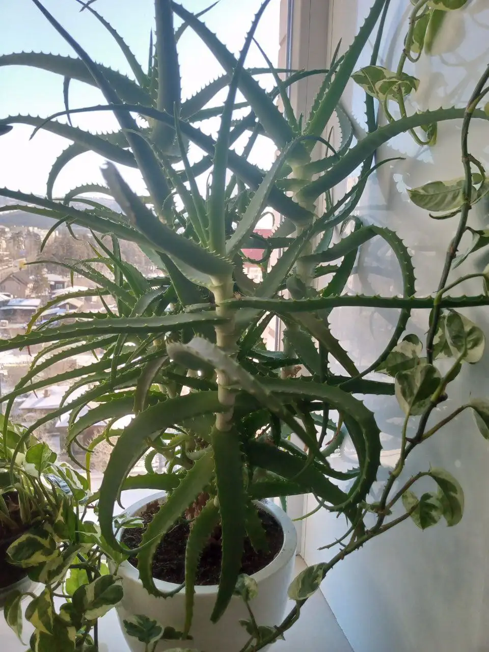 Продам алоэ 90 см - Растения (Хобби и отдых) в Чита