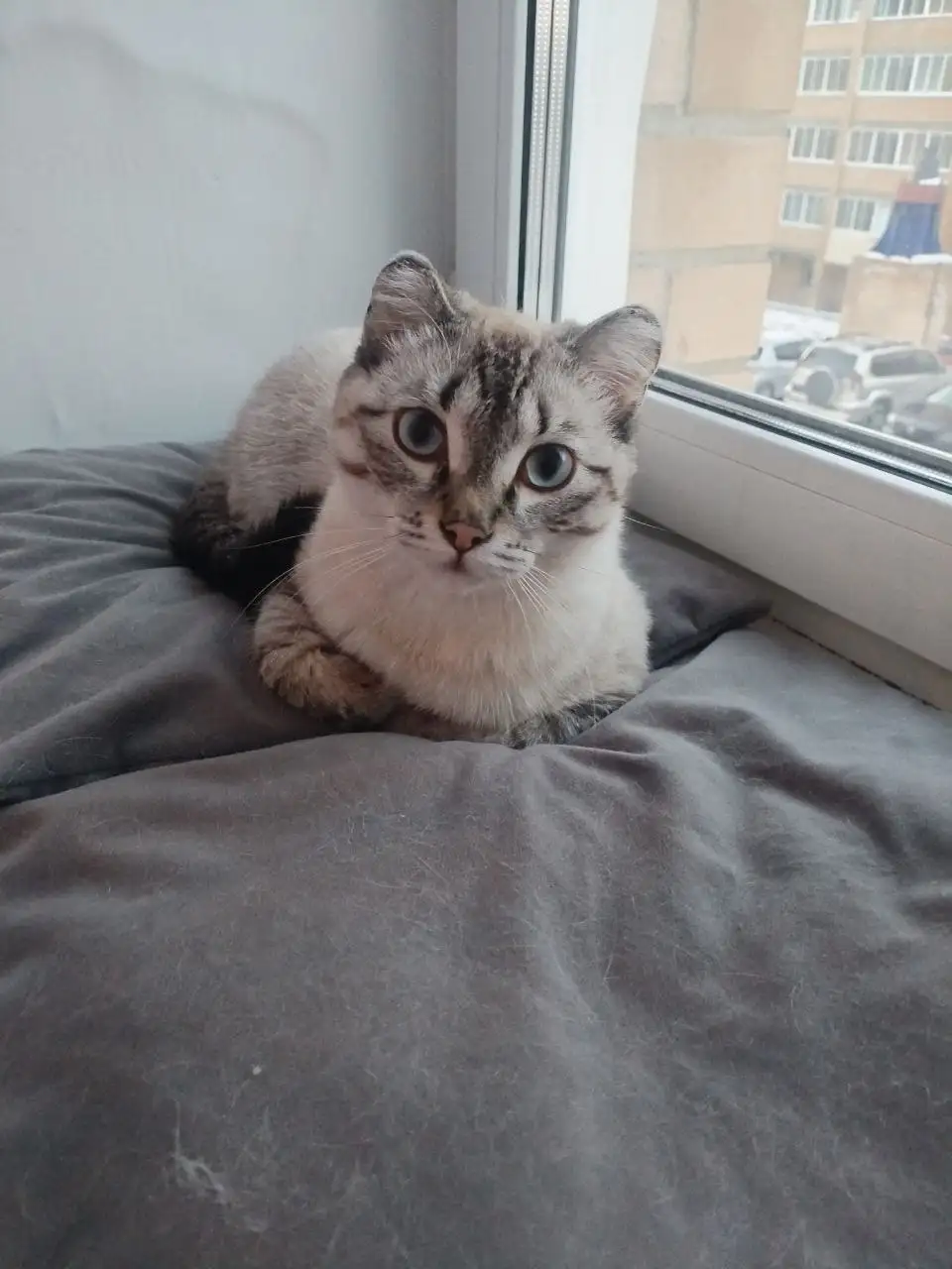 Ищем дом для котенка, спасенного с улицы - Кошки (Животные) в Чита