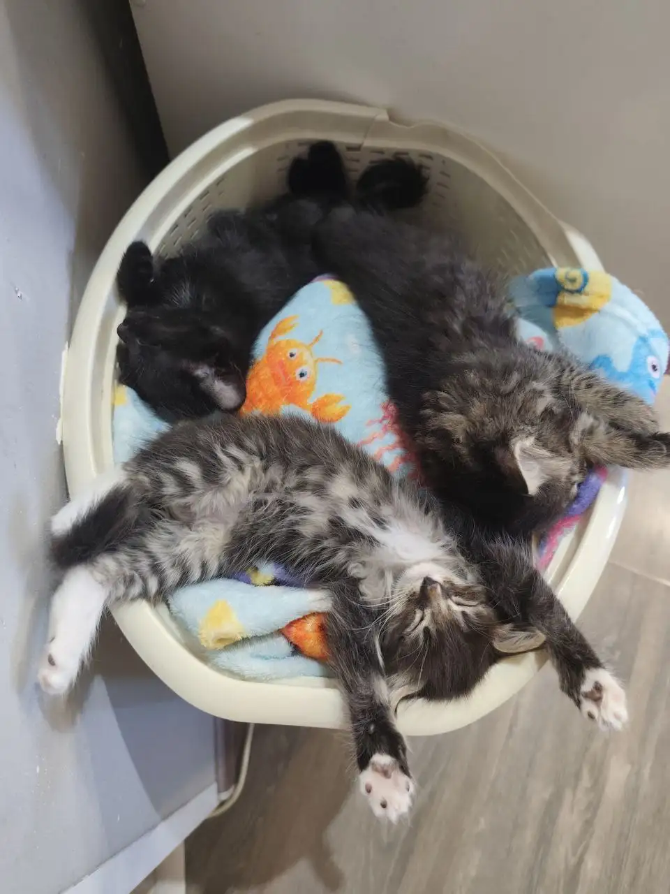 Малыши в добрые руки - Кошки/Котята (Животные) в Чита