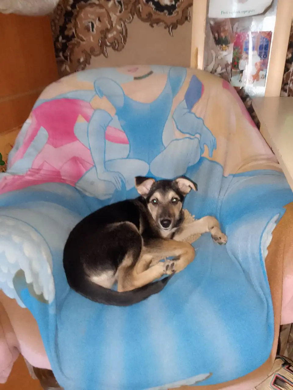 Пристройство мальчика в надёжную семью - Барахолка в Чита