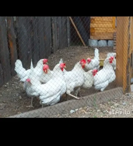 Продажа куриц-несушек - частное объявление в Чита