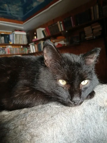 Ласковый кот ищет дом - Кошки в Чита