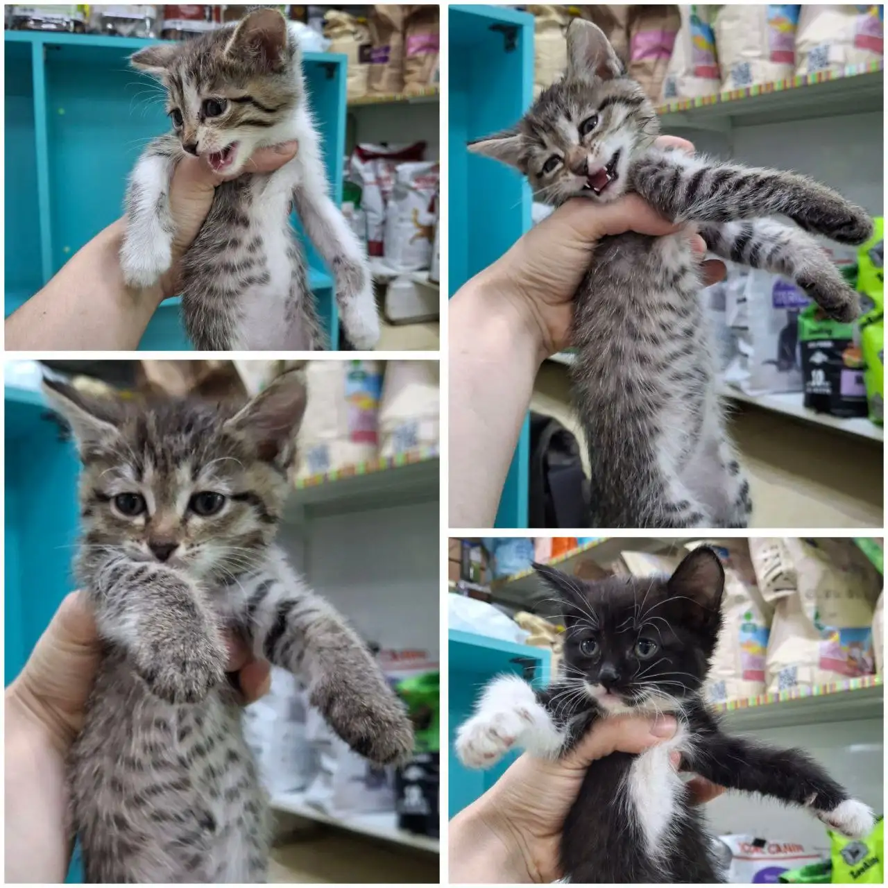 Котятки ищут дом в Чите - Котята (Животные) в Чита