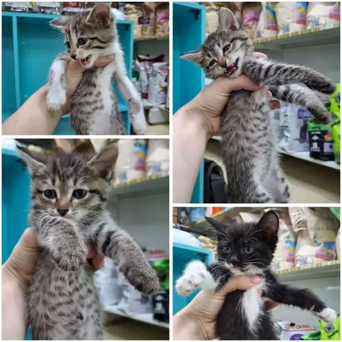 Котятки ищут дом в Чите - Птица в Чита