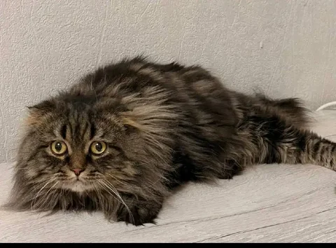 Кошечка ищет нового хозяина - Птица в Чита