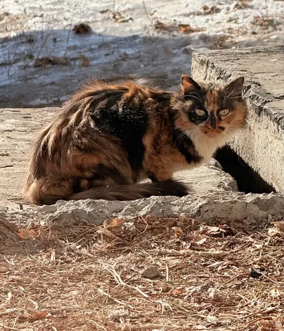 Трехцветная молодая ласковая кошечка ищет дом - Птица в Чита