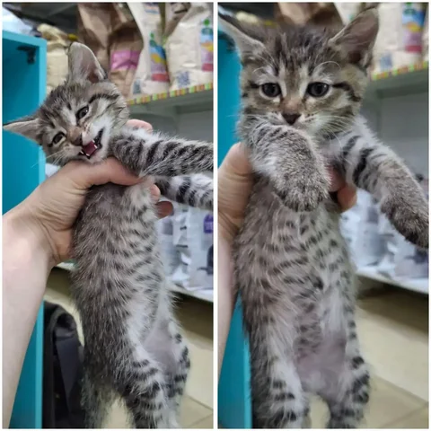 Котятки ищут дом - Птица в Чита