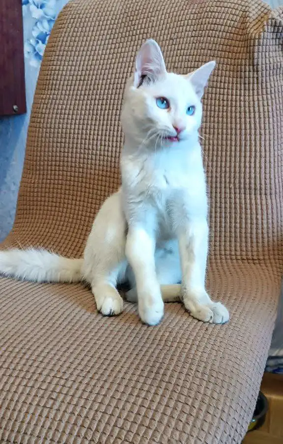 Продажа котенка в Чите - Кошки (Животные) в Чита