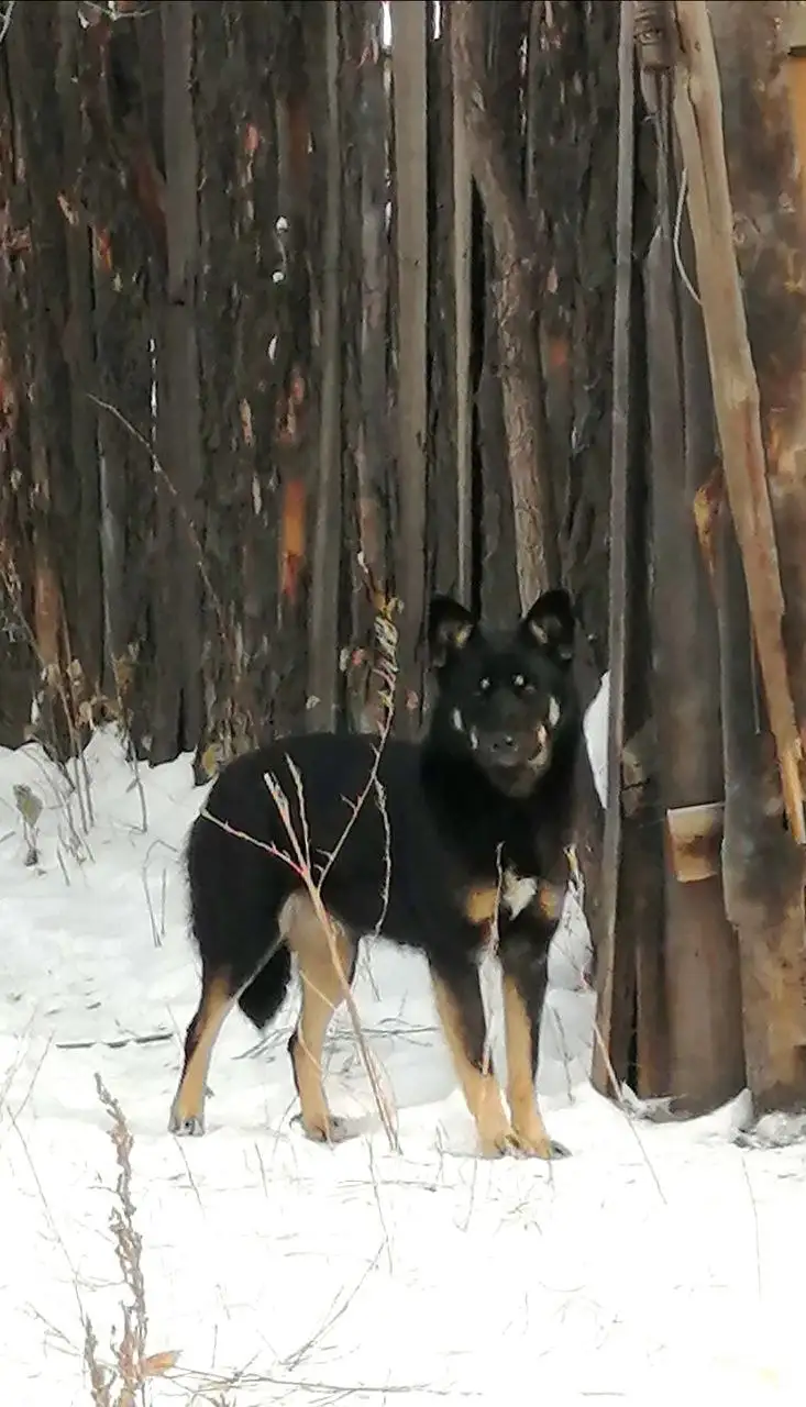Отдам собаку в Чите - Собаки (Животные) в Чита