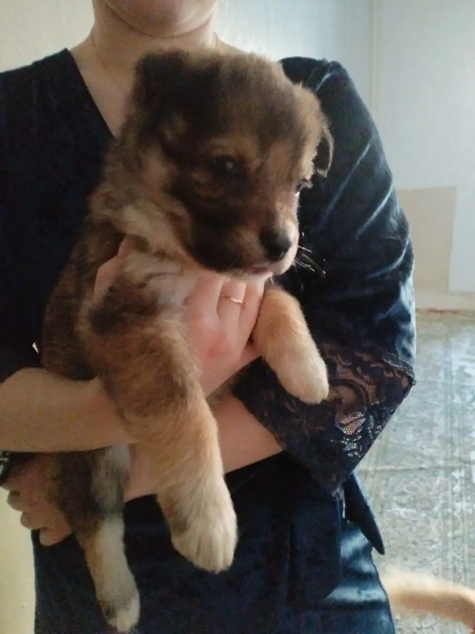 Котенок 3,5 недели - Кошки (Животные) в Чита