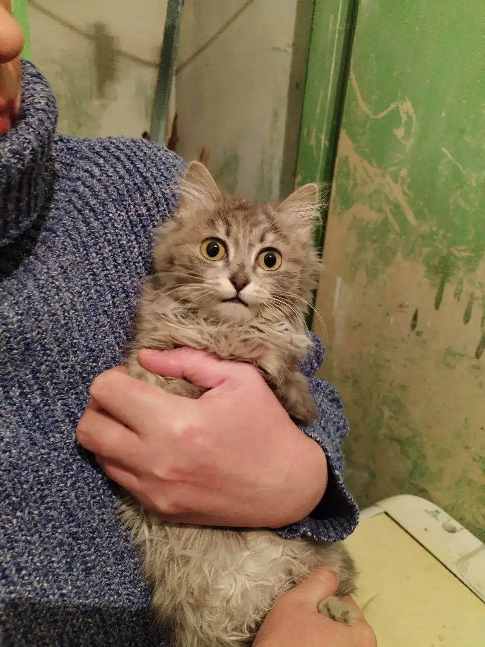 Котенок для передержки или в дом - Кошки (Животные) в Чита