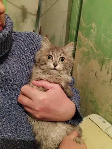 Котенок для передержки или в дом - Птица в Чита