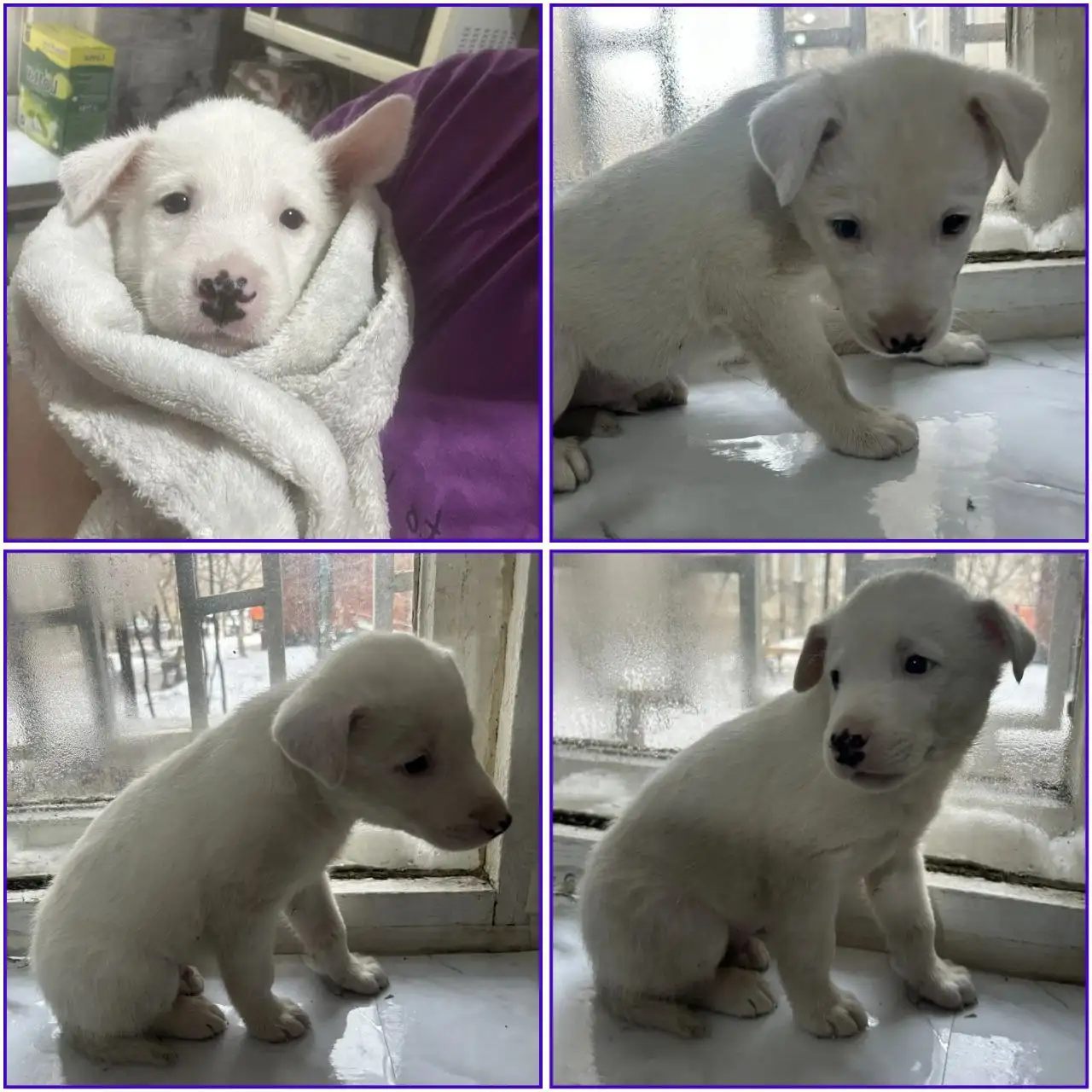 Щенок мальчишка белой внешности ищет дом - Собаки (Животные) в Чита